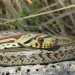 ...Enrico ci mostra il rudere di un caseggiato rurale, l dove vive il raro serpente "colubro leopardino"